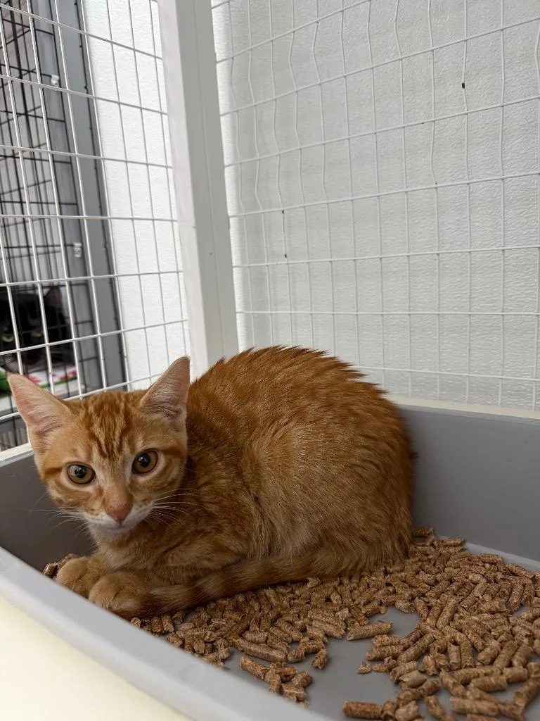 A baby small-sized male Domestic Short Hair cat named Don Juan for adoption in Brookings, OR