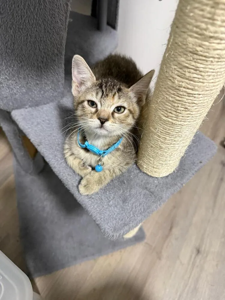 A baby medium-sized female Tabby (Brown / Chocolate) Domestic Short Hair cat named Darla for adoption in Oceanside, CA