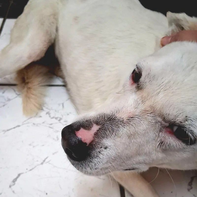 Blanca "gentle Love" thumbnail 2