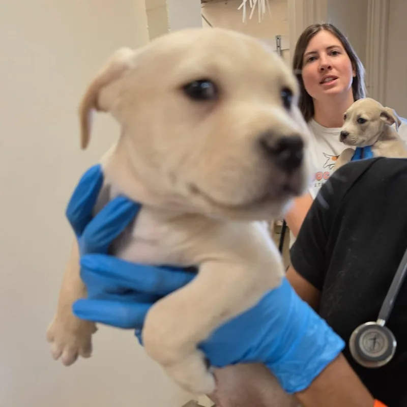 A baby small-sized male Apricot / Beige Mixed Breed dog named Purple Thunder for adoption in Melrose, FL