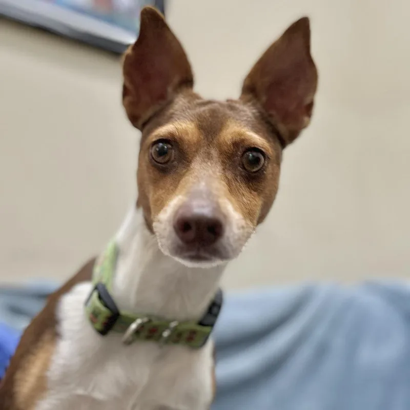 An adult small-sized male Brown / Chocolate Miniature Pinscher dog named Peanut for adoption in Monticello, IA