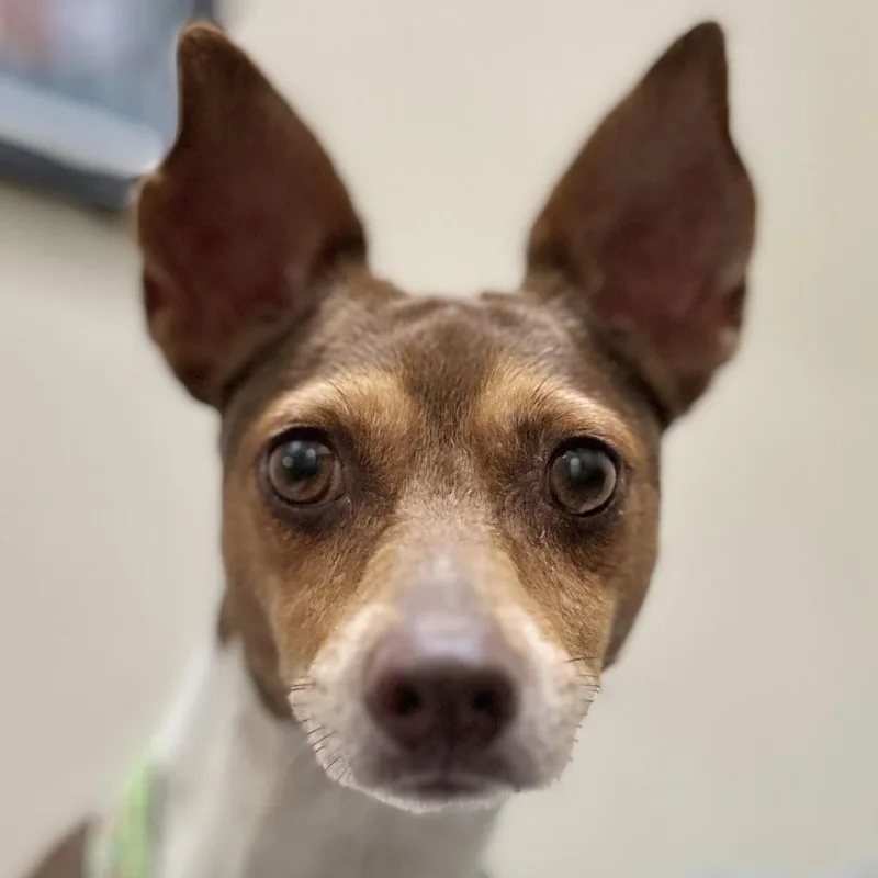 Peanut thumbnail 3