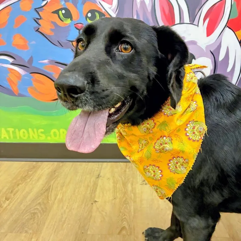 An adult medium-sized male Black Labrador Retriever dog named Charlie for adoption in Verona, VA
