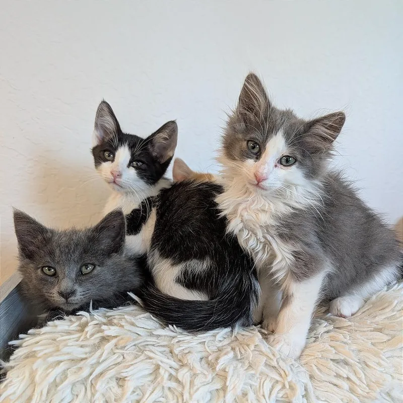 A baby small-sized male Gray / Blue / Silver Domestic Short Hair cat named Rubble for adoption in Pleasant Hill, CA