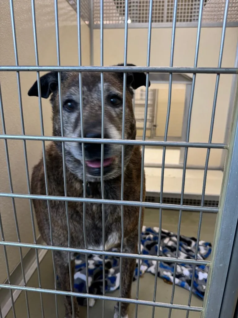 A senior large-sized male Mixed Breed dog named Rusty for adoption in Columbia, TN