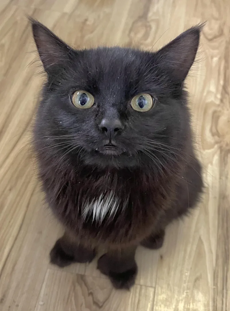 A young medium-sized male Black Extra-Toes Cat / Hemingway Polydactyl cat named Blackjack for adoption in Springfield, OR