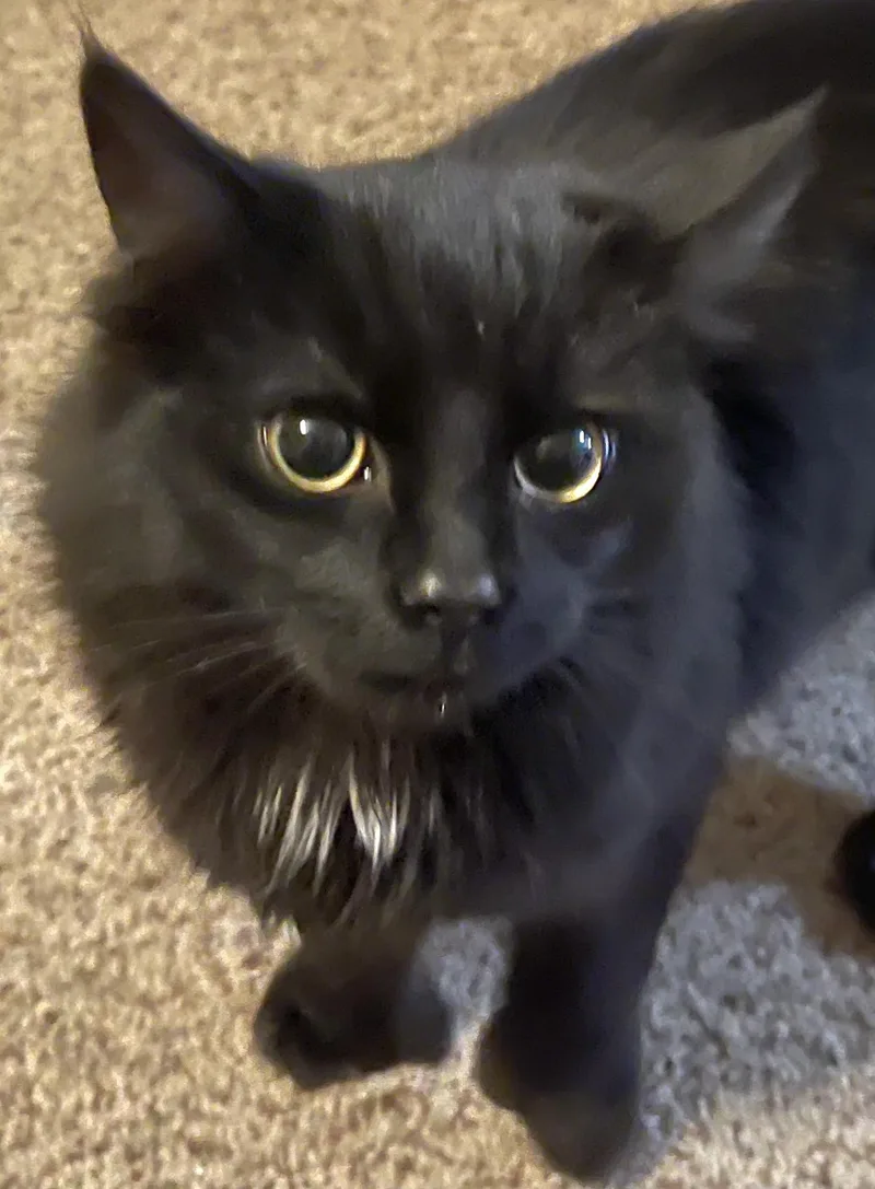 Blackjack thumbnail 3