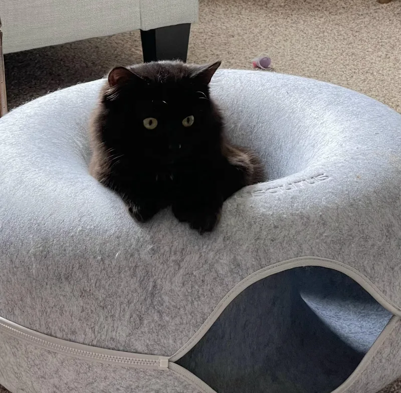 Blackjack thumbnail 4