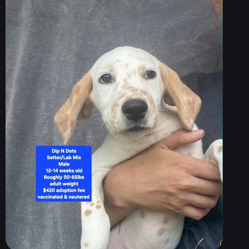 A baby medium-sized male Setter dog named Dip N Dots for adoption in Oviedo, FL