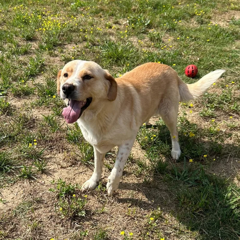 An adult large-sized female Apricot / Beige Australian Shepherd dog named Cleo for adoption in Spring hill, TN