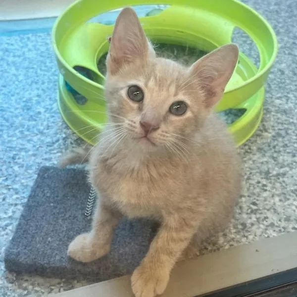 A baby small-sized male Domestic Short Hair cat named Casper for adoption in Manassas, VA