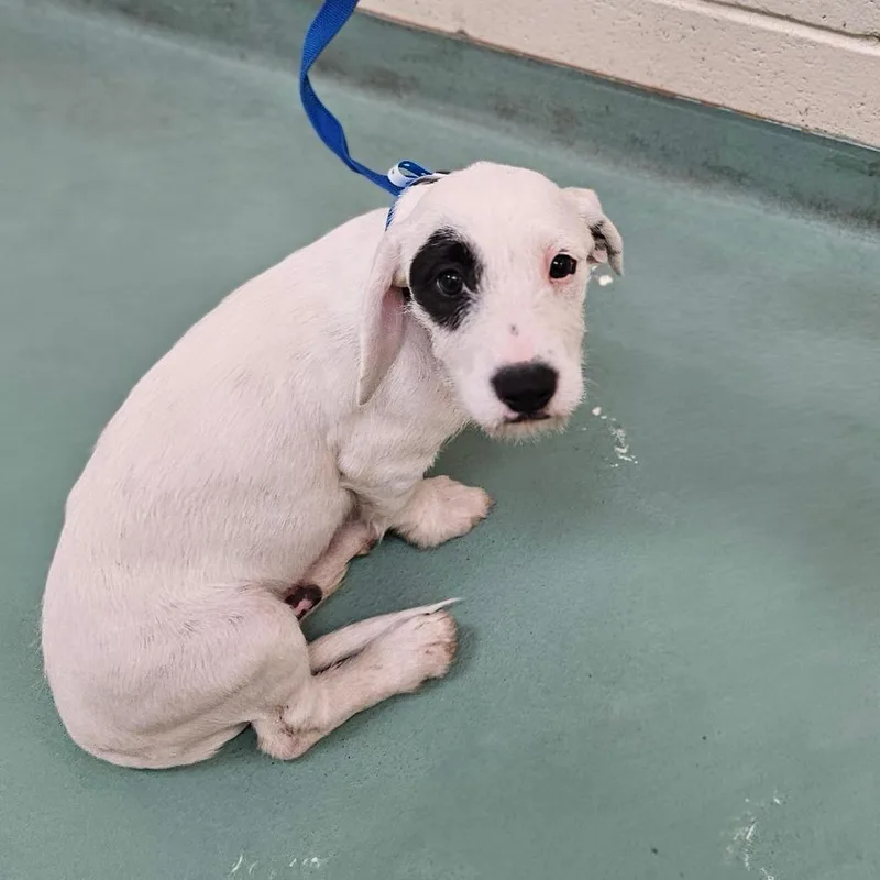 An adult small-sized male White / Cream Mixed Breed dog named Ray Lewis for adoption in Memphis, TN