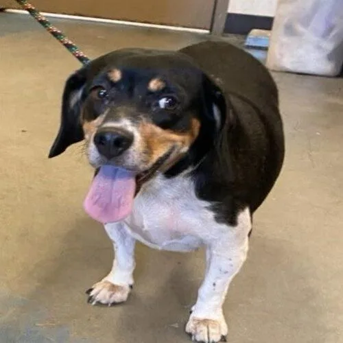 An adult small-sized female Beagle dog named Ruby for adoption in Memphis, TN