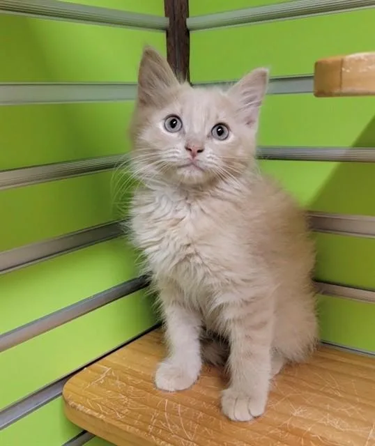 A baby small-sized male Domestic Medium Hair cat named Ezra for adoption in Saint Peters, MO
