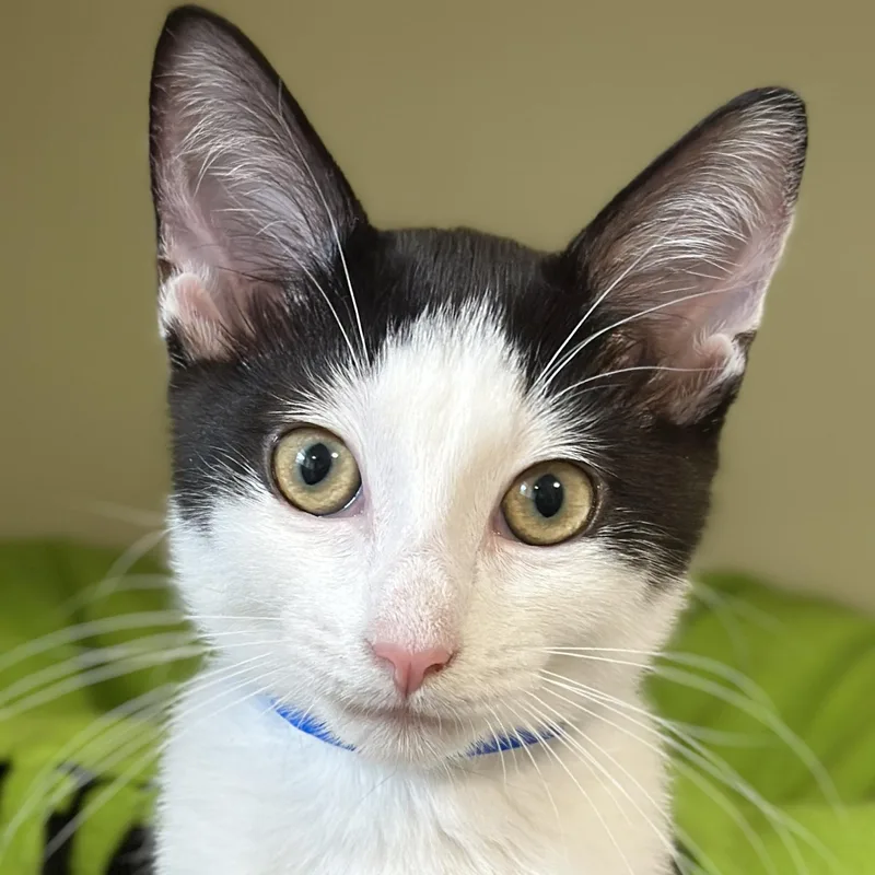 A baby medium-sized male Black & White / Tuxedo Domestic Short Hair cat named Bam Bam for adoption in Victor, NY