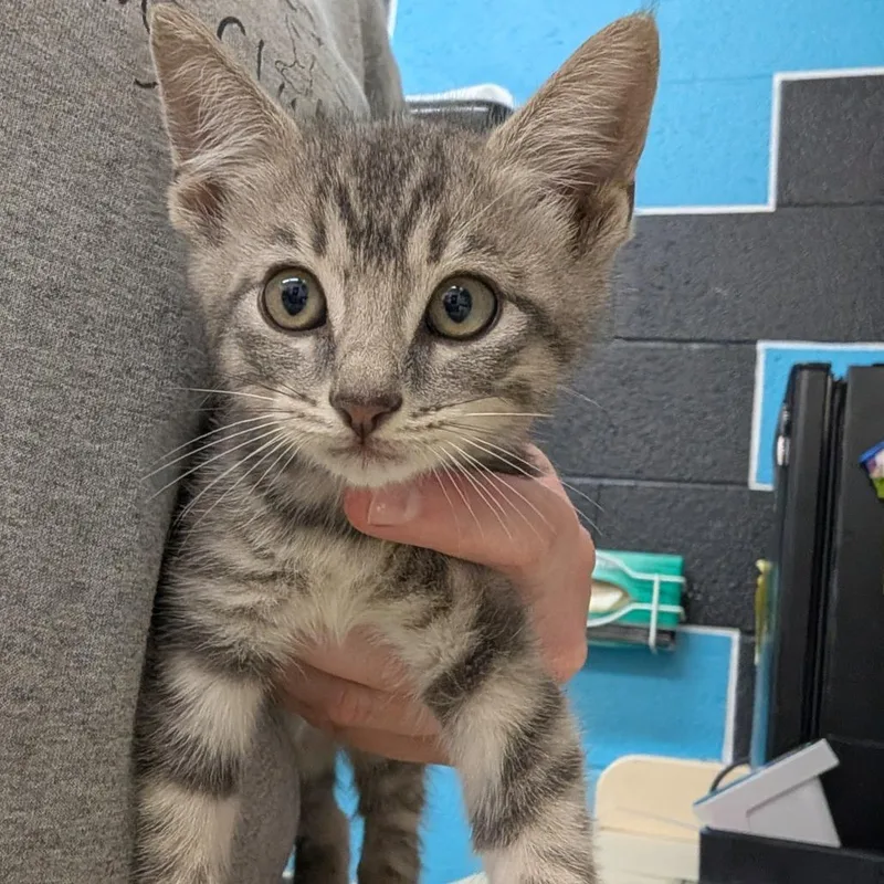 A baby small-sized male Gray / Blue / Silver Domestic Short Hair cat named Grady for adoption in Ardmore, OK