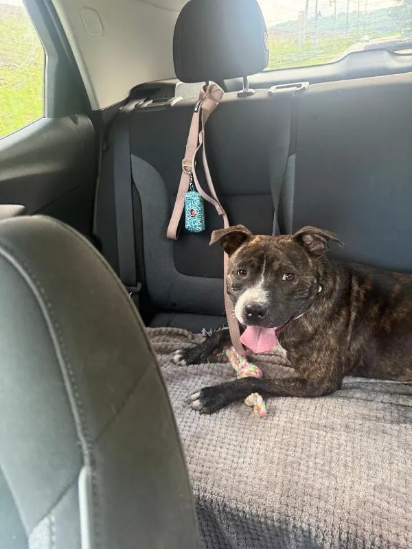 An adult medium-sized female Brindle Mixed Breed dog named Michelle for adoption in Cincinnati, OH