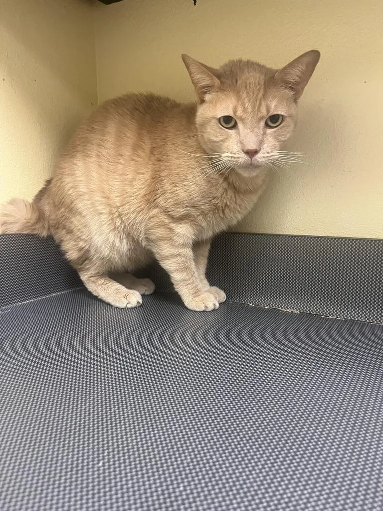 An adult medium-sized male Domestic Short Hair cat named Stanton for adoption in Florence, SC