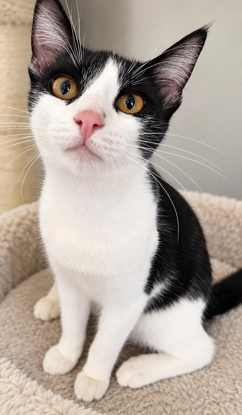 A young small-sized male Domestic Short Hair cat named Melon for adoption in Rio Linda, CA