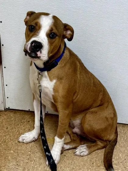 An adult large-sized male Terrier dog named Squash for adoption in San Antonio, TX