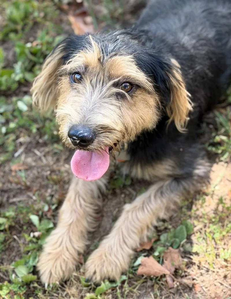 A young medium-sized female Bicolor Border Terrier dog named Lena for adoption in Horseshoe Bend, AR