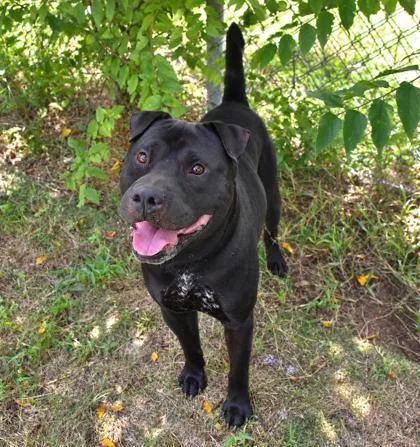 An adult medium-sized male American Staffordshire Terrier dog named Knight for adoption in Inverness, FL