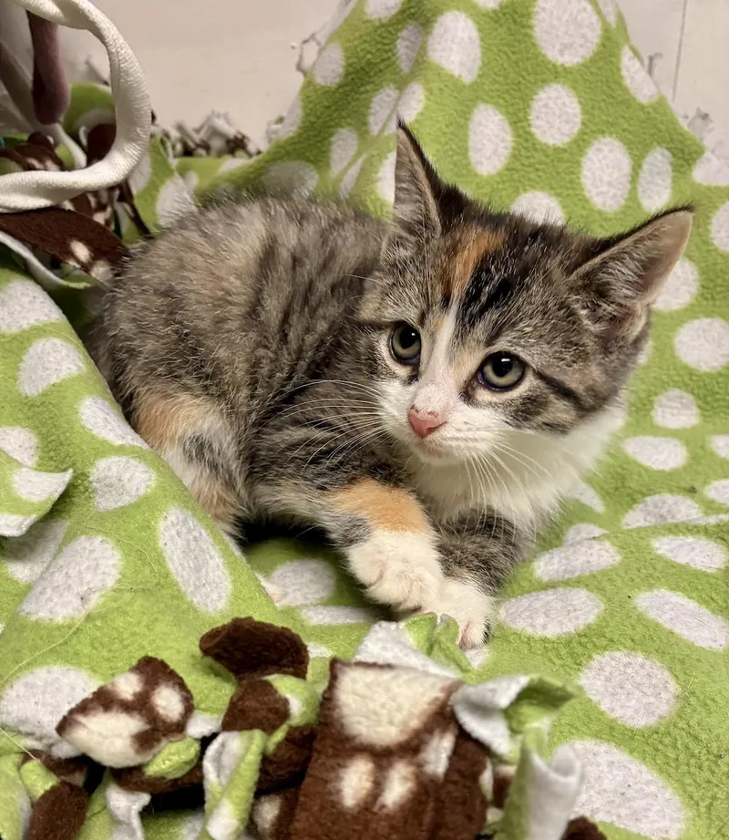 A baby small-sized female Calico Domestic Short Hair cat named Muffin for adoption in River Edge, NJ