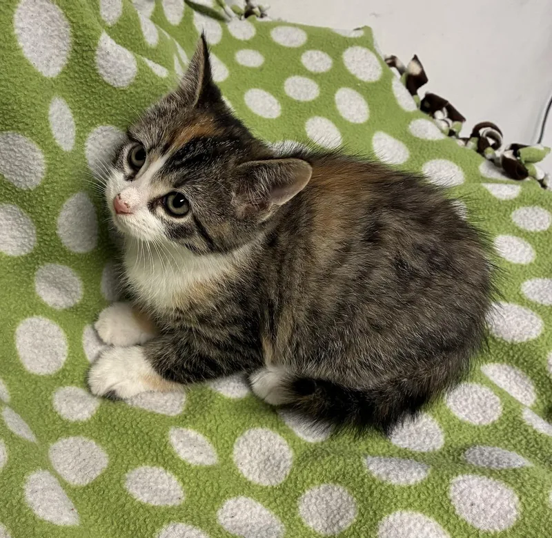 Muffin thumbnail 3