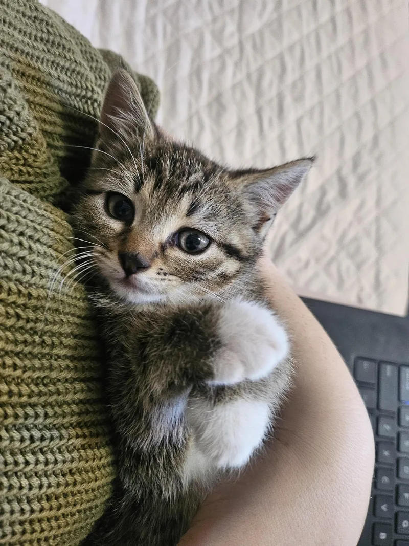 A baby medium-sized female Tabby (Brown / Chocolate) Domestic Short Hair cat named Aurelia for adoption in Bordentown, NJ