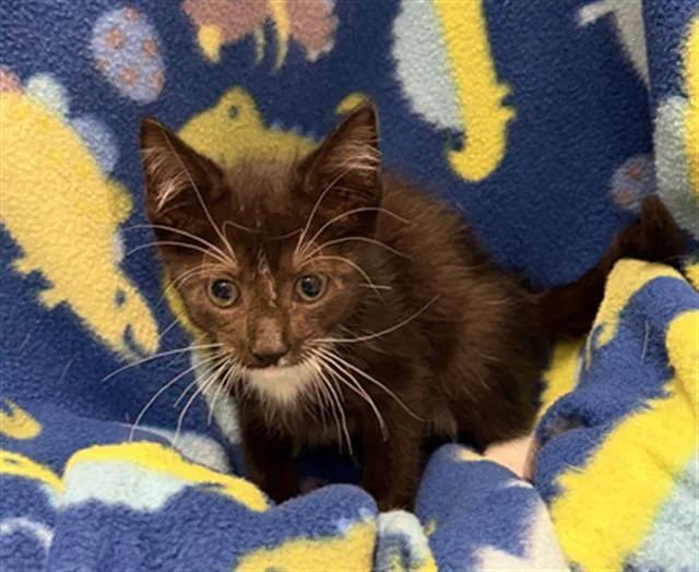 A baby small-sized male Domestic Short Hair cat named Connor for adoption in Rosenberg, TX
