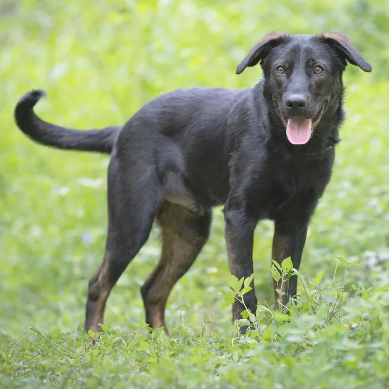 A young medium-sized male Black Labrador Retriever dog named Magnus for adoption in Chattanooga, TN