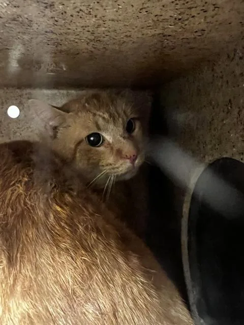 An adult medium-sized male Domestic Short Hair cat named Fanta for adoption in West Valley City, UT