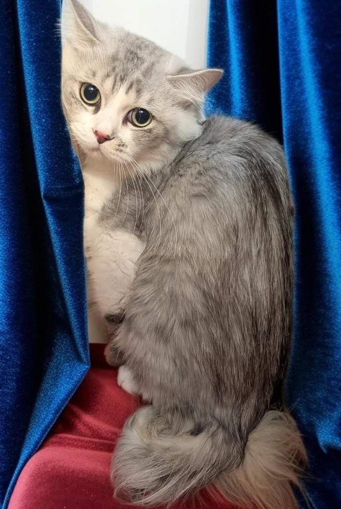 An adult small-sized male Ragdoll cat named Alexander for adoption in Fort Myers, FL
