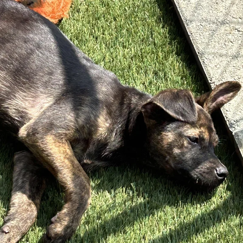 A baby medium-sized male Rottweiler dog named Smokey for adoption in Krum, TX