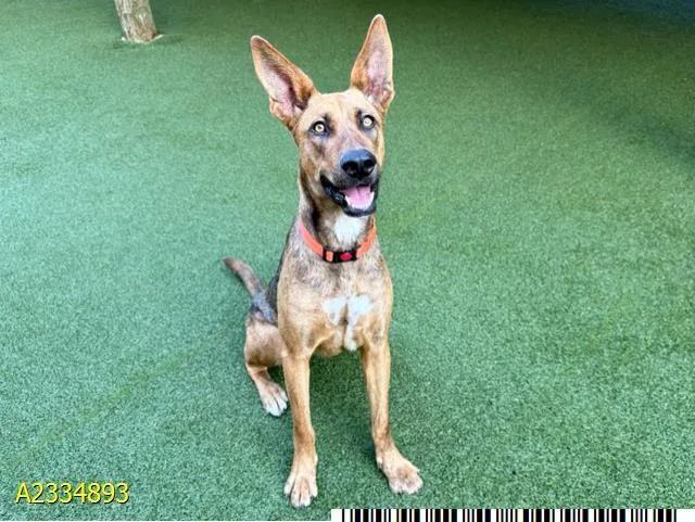 A young large-sized female Mixed Breed dog named Klara for adoption in West Palm Beach, FL