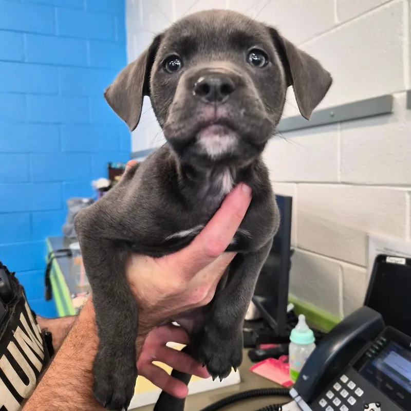 A baby small-sized female Gray / Blue / Silver Pit Bull Terrier dog named Clover for adoption in Montgomery, AL