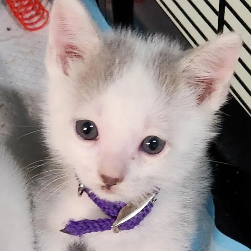 Prince