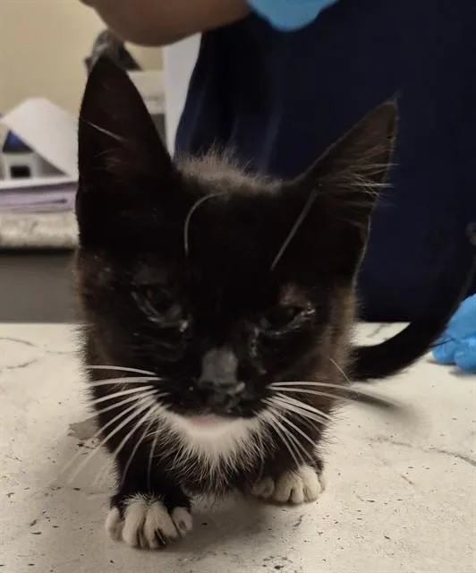 A baby small-sized male Domestic Short Hair cat named Xavier for adoption in Lodi, CA