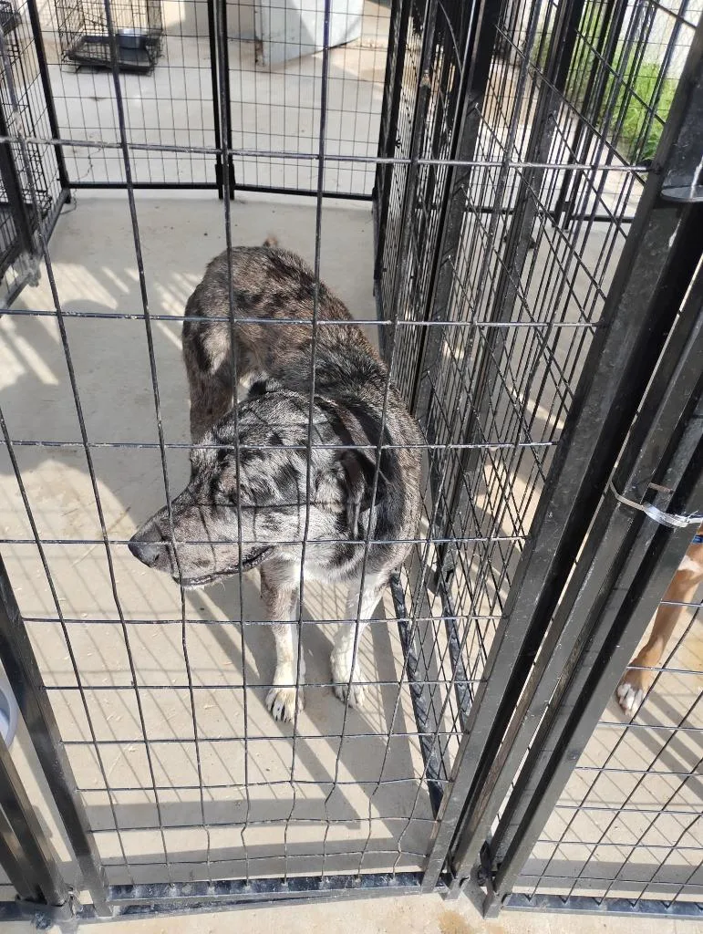 An adult large-sized male Catahoula Leopard Dog dog named Percy for adoption in Brownwood, TX