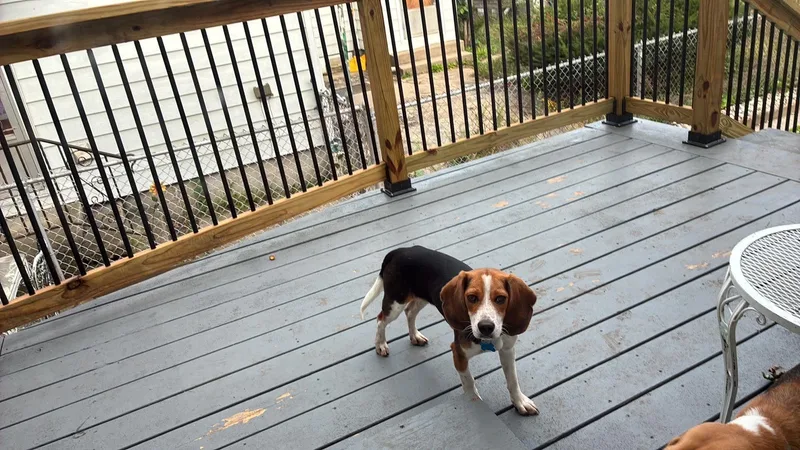A young small-sized male Beagle dog named Lucky for adoption in Knox, IN