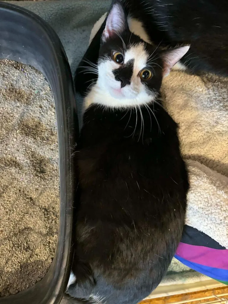 A baby medium-sized male Domestic Short Hair cat named Screech for adoption in St. Louis, MO