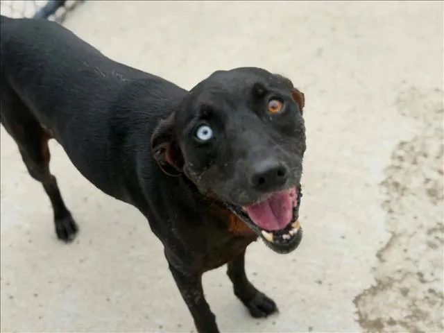 An adult medium-sized female Labrador Retriever dog named Mudpie for adoption in Tulsa, OK