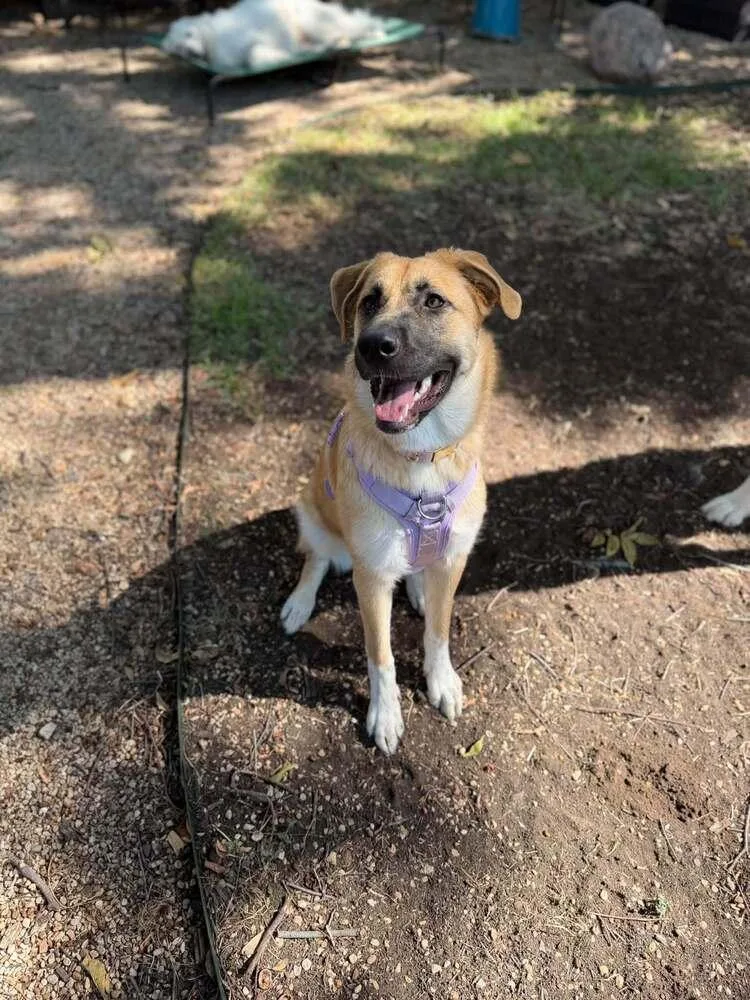 A baby large-sized female German Shepherd Dog dog named Alanna for adoption in Richardson, TX