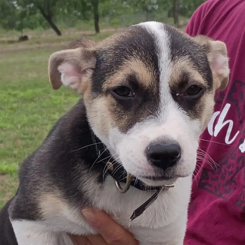 A baby medium-sized female Brown / Chocolate Jack Russell Terrier dog named Bella for adoption in West Islip, NY