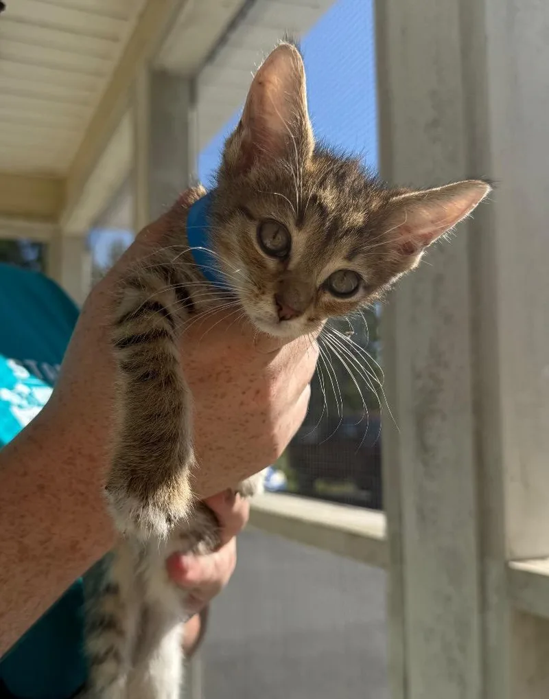 A baby medium-sized male Domestic Short Hair cat named Gary for adoption in Kingsland, GA