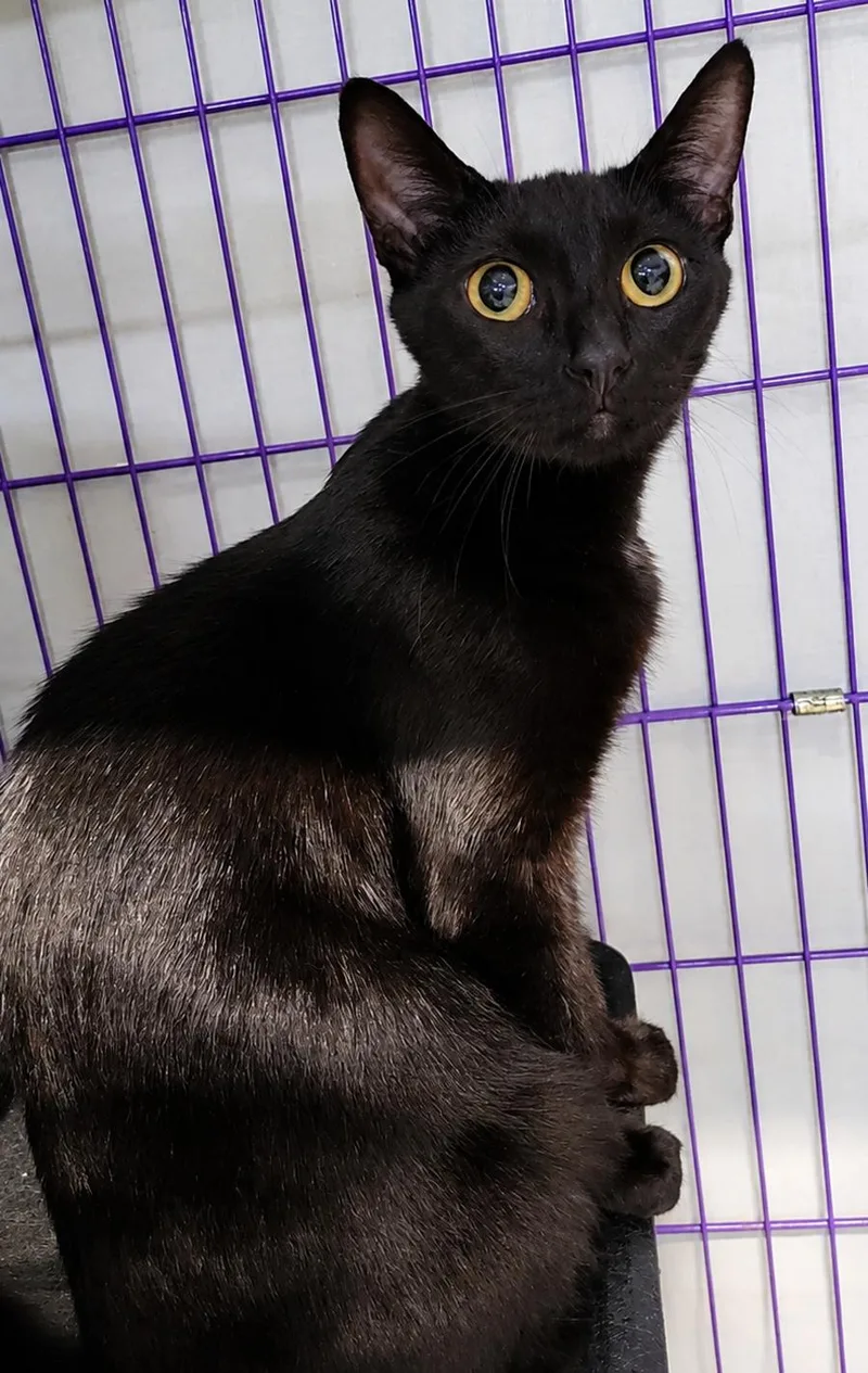 An adult small-sized female Black Domestic Short Hair cat named Cloak at Montrose Petsmart! for adoption in Cuyahoga Falls, OH