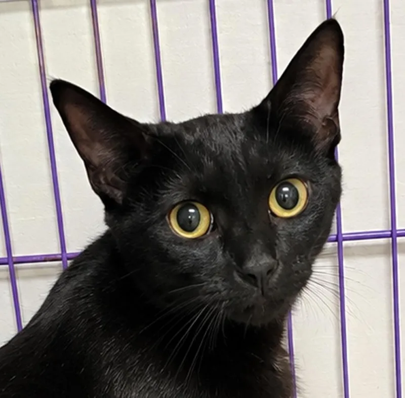 Cloak at Montrose Petsmart! thumbnail 2