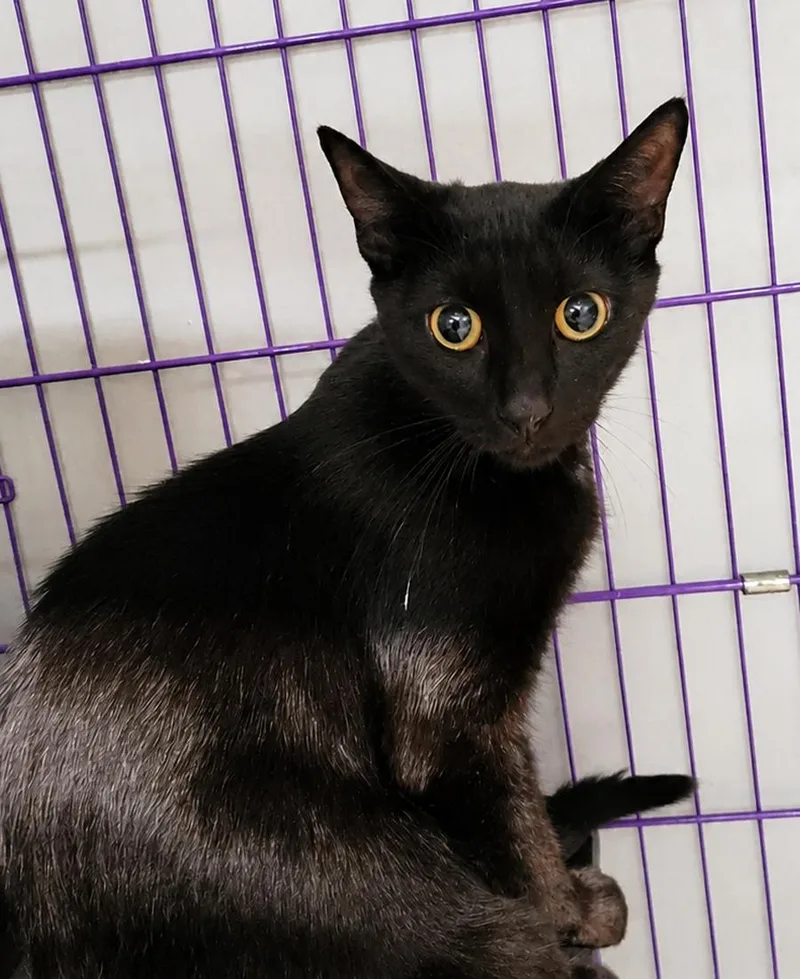 Cloak at Montrose Petsmart! thumbnail 3