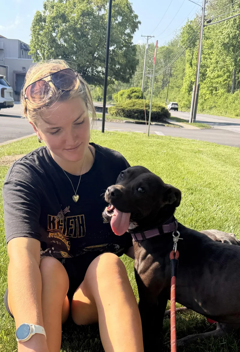 A young medium-sized female Pit Bull Terrier dog named Bugs for adoption in Carmel, NY