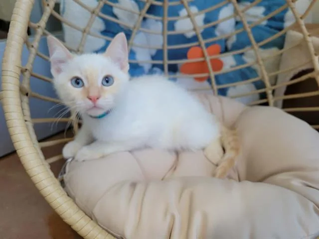 Prince